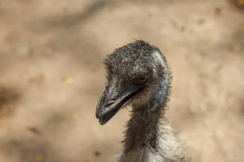 Ostrich bird head and neck front portrait in the park Stock Photos
