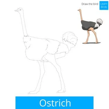 Ostrich bird learn to draw vector Stock Illustration