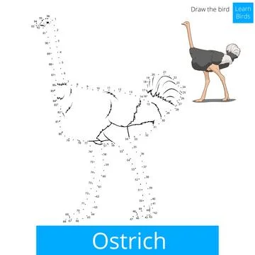 Ostrich bird learn to draw vector Stock Illustration