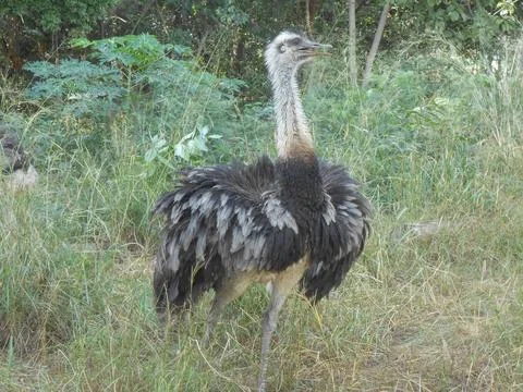 Ostrich bird Foto stock