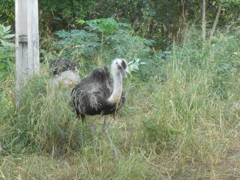 Ostrich bird Foto stock