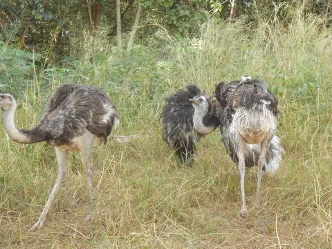 Ostrich bird Foto stock