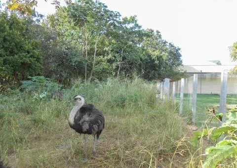 Ostrich bird Stock Photos