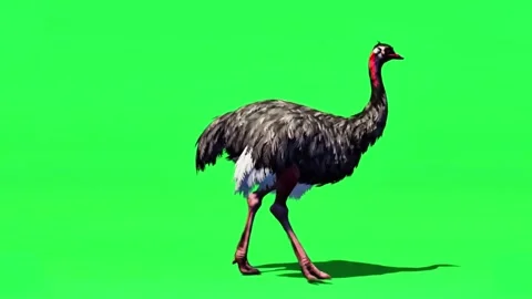 Ostrich bird running in green screen stock HD quality footage Stock Footage 307212971