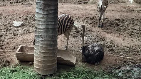 Ostrich Bird with Zebra Stock Footage 10563834