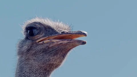 Ostrich Blink A Stock Footage 70371888