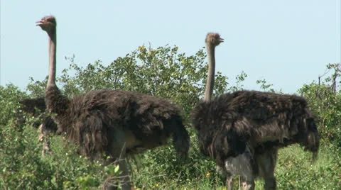 Ostrich in the bush Stock Footage 27110977