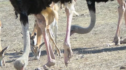 Ostrich  in the bush Video stock 50571996