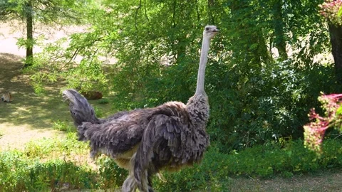 An ostrich in the bushes Stock Footage 246550965