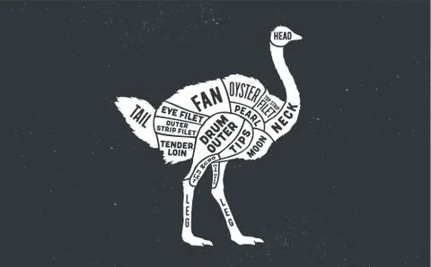 Ostrich. Butcher guide scheme Stock Illustration