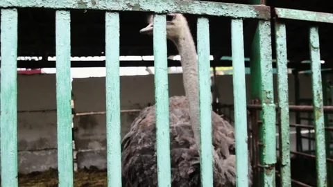 Ostrich in the cage Stock Footage 70659084