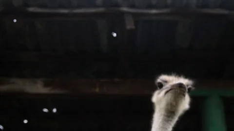 Ostrich in a cage try to escape Stock Footage 70659279