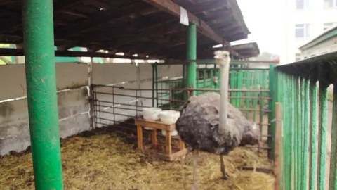 Ostrich in a cage try to escape Stock Footage 74511071