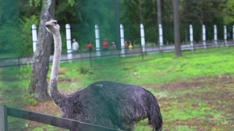 Ostrich in captivity 스톡 동영상 39347693