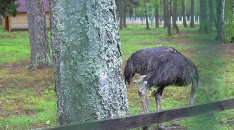 Ostrich in captivity Vídeo Stock 39745115