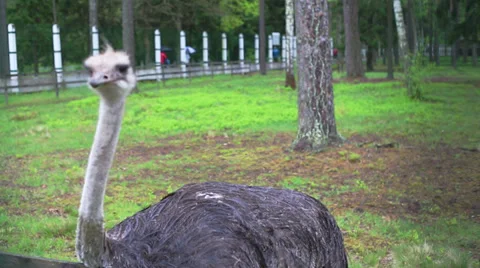 Ostrich in captivity Stockbeeldmateriaal 39837944