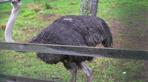 Ostrich in captivity Vídeo Stock 40031258