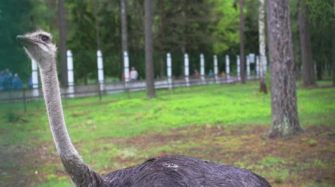Ostrich in captivity Stockbeeldmateriaal 43099963