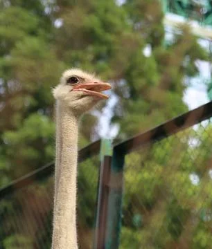 Ostrich in captivity stop using animals Stock Photos