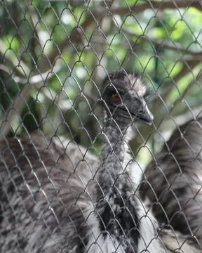 Ostrich in captivity stop using animals Stock Photos
