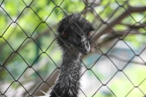 Ostrich in captivity stop using animals Stock Photos