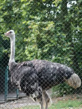 Ostrich in captivity stop using animals Stock Photos