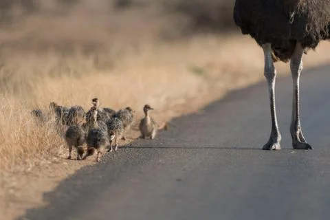 Ostrich with chicks Fotos Stock