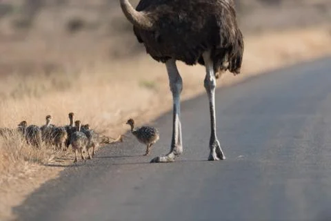 Ostrich with chicks Foto stock