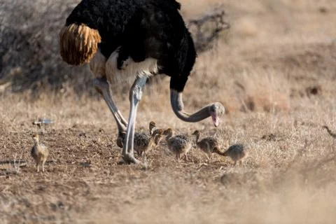 Ostrich with chicks Stock-Fotos