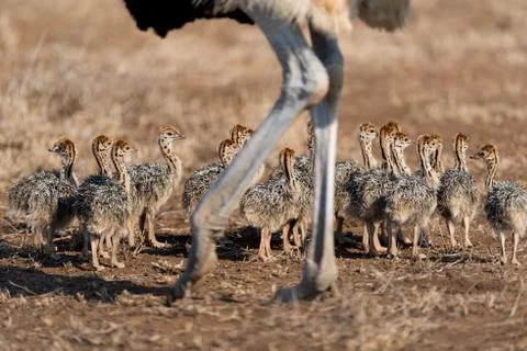 Ostrich with chicks Stock Photos