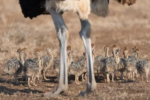 Ostrich with chicks Fotos Stock