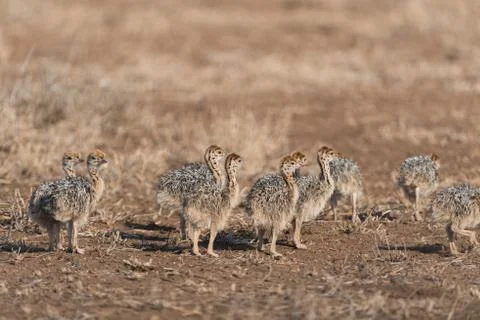 Ostrich chicks Stock Photos