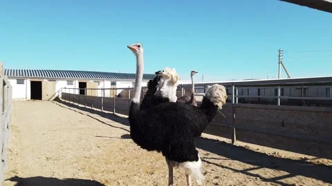 Ostrich close-up flapping its wings Stock Footage 238526909