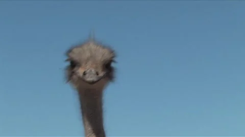 Ostrich Close up Stock Footage 904683