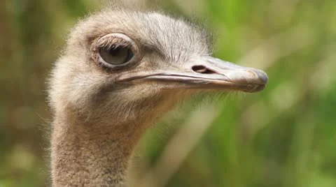 Ostrich, close-up Video stock 10788211