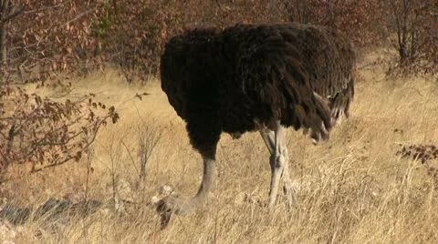 Ostrich close up Stock Footage 12133084