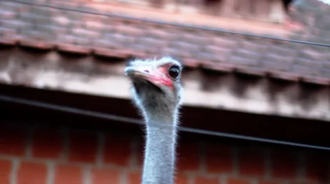 Ostrich close up Stock Footage 34657198