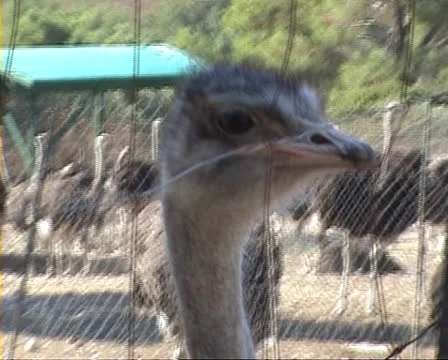 Ostrich close up of head Stock Footage 22570525