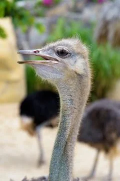 Ostrich close up head Stock Photos