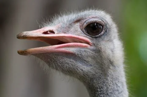 Ostrich close up Stock Photos