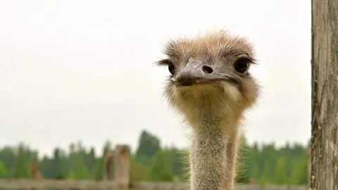 Ostrich Close up portrait with neck, Video stock 164199087