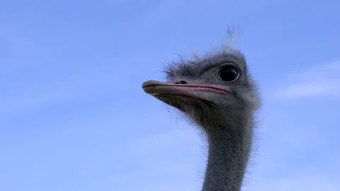 Ostrich close-up weirdly looking around Stock Footage 202344626