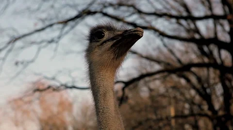 Ostrich closeup Stock Footage 47564499