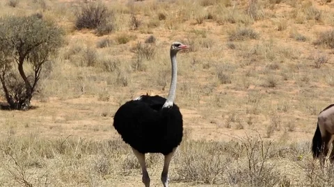 Ostrich cooling off Video stock 74425417