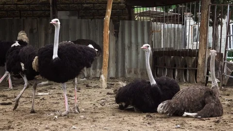 Ostrich Corral Stock-Footage 109511744