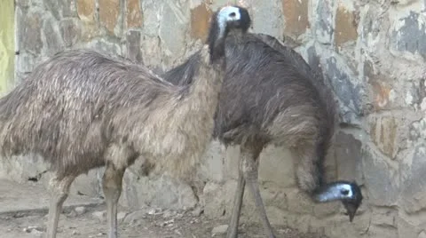 An Ostrich couple 스톡 동영상 22202467