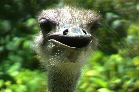 Ostrich-cu Stock-Footage 819352