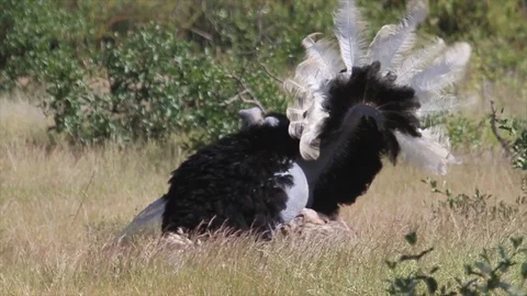 Ostrich dancing and mating Stock Footage 90177282