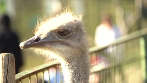 Ostrich dancing Stock Footage 221151434