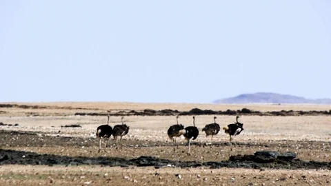 Ostrich in the desert Stock Footage 117180959